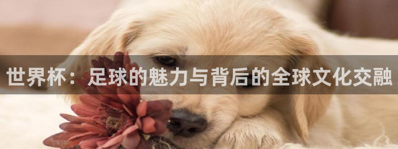 世界杯亚洲区预选赛赛程表：世界杯：足球的魅力与背后的全球文化交融